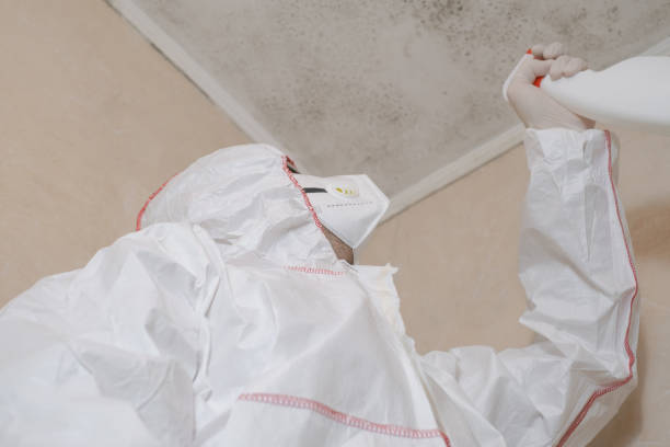 Best Local Mold Removal Service  in USA